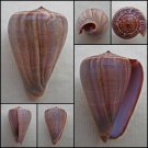 AIB07 - Dendroconus figulinus 63.15mm