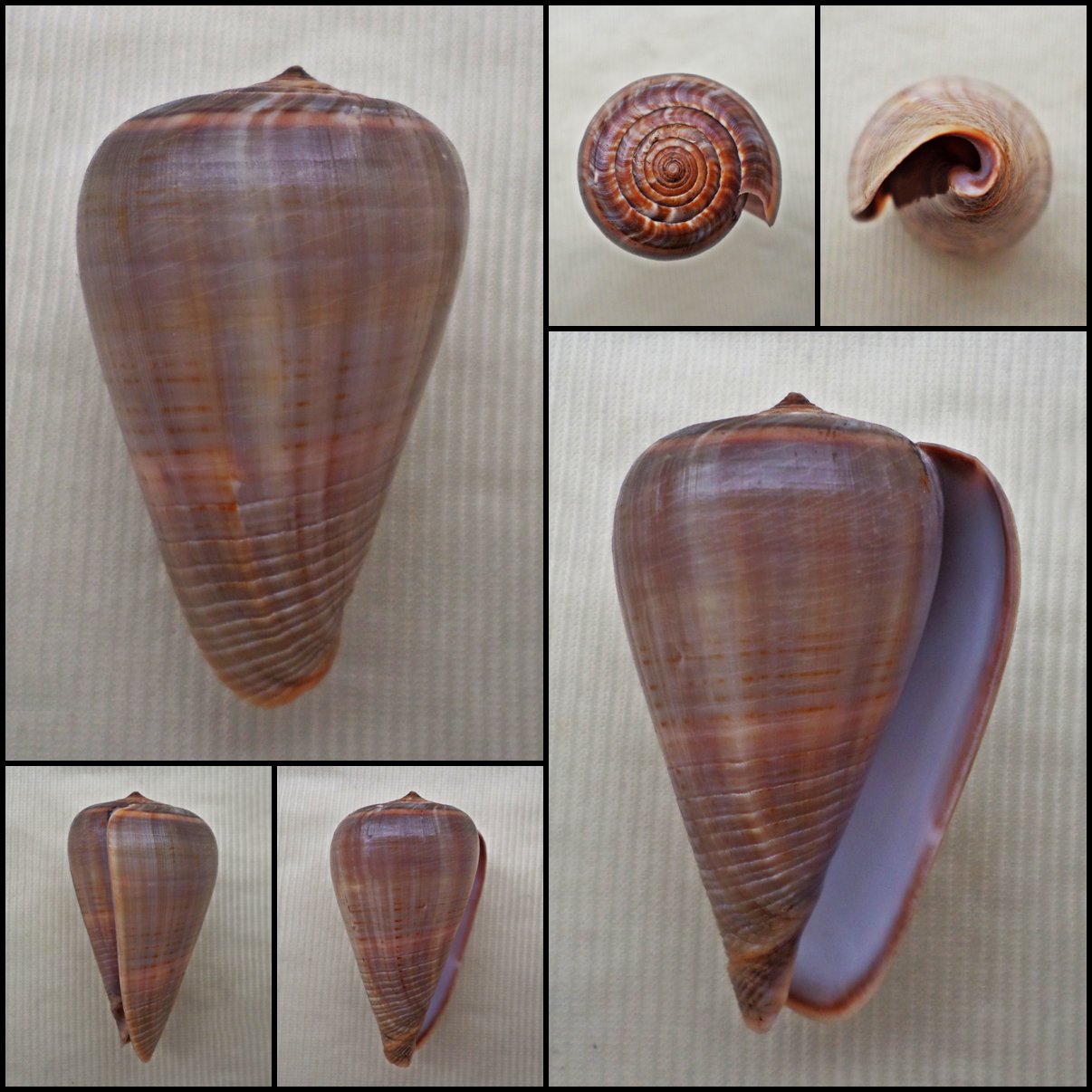 BAC03 - Dendroconus figulinus 41.87mm