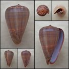 BAC03 - Dendroconus figulinus 41.87mm