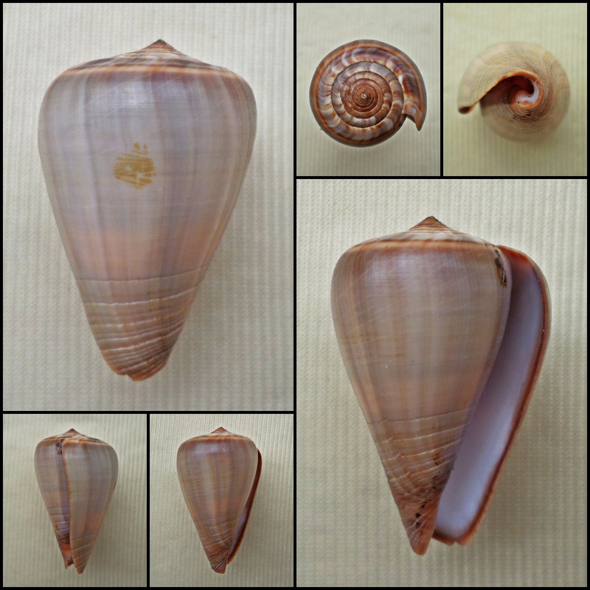 BAC05 - Dendroconus figulinus 36.72mm