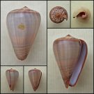 BAC05 - Dendroconus figulinus 36.72mm