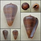 BAC06 - Dendroconus figulinus 41.20mm