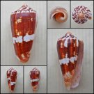 AEA01 - Pionoconus magus  49.03mm