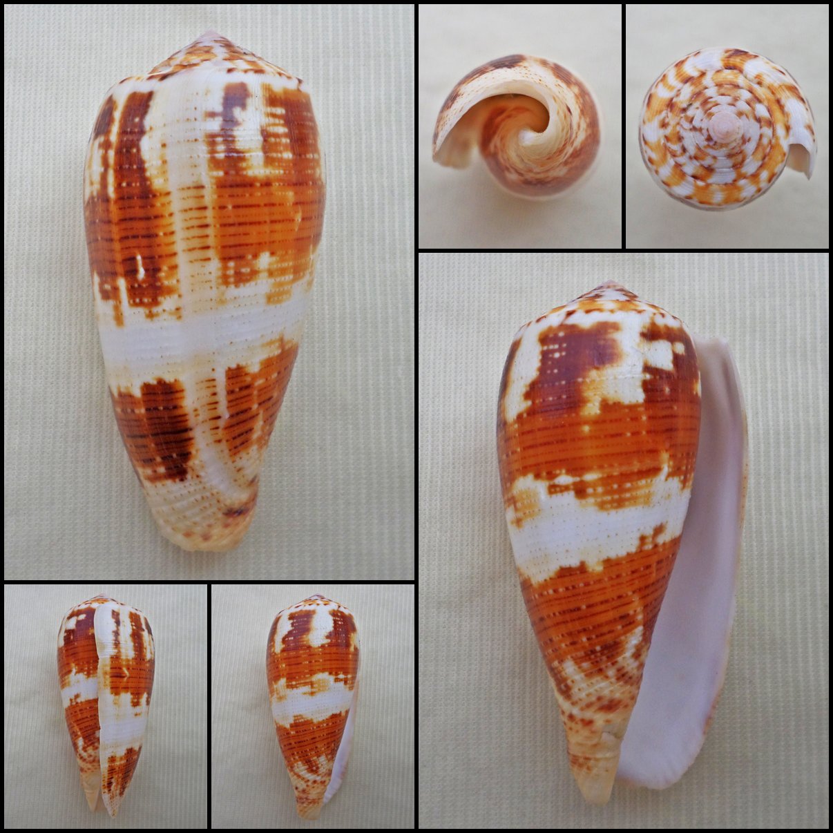 AEA06 - Pionoconus magus  56.37mm