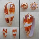 AEA06 - Pionoconus magus  56.37mm