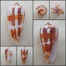 AEA11 - Pionoconus magus  40.83mm