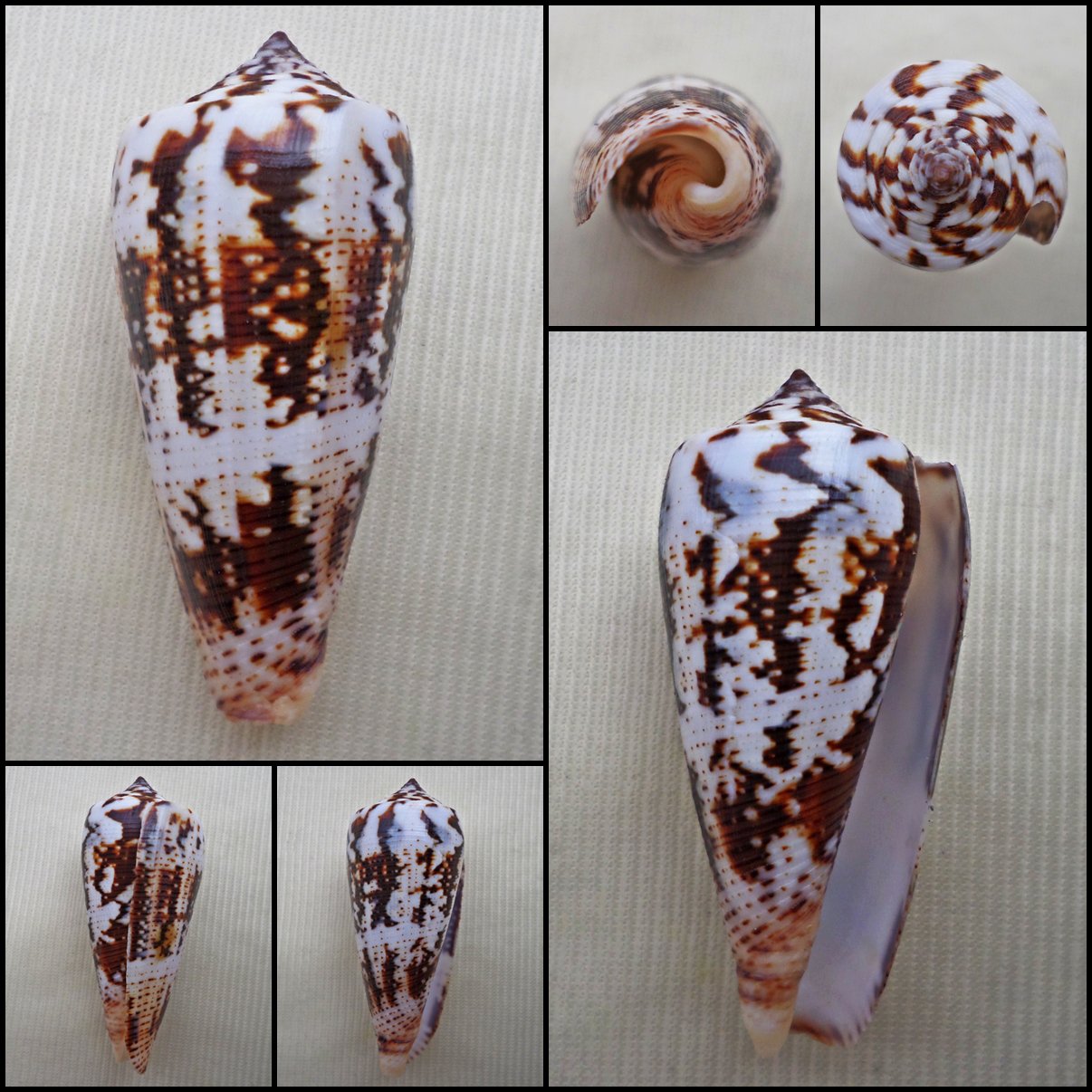 AEA12 - Pionoconus magus  44.52mm