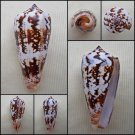 AEA12 - Pionoconus magus  44.52mm