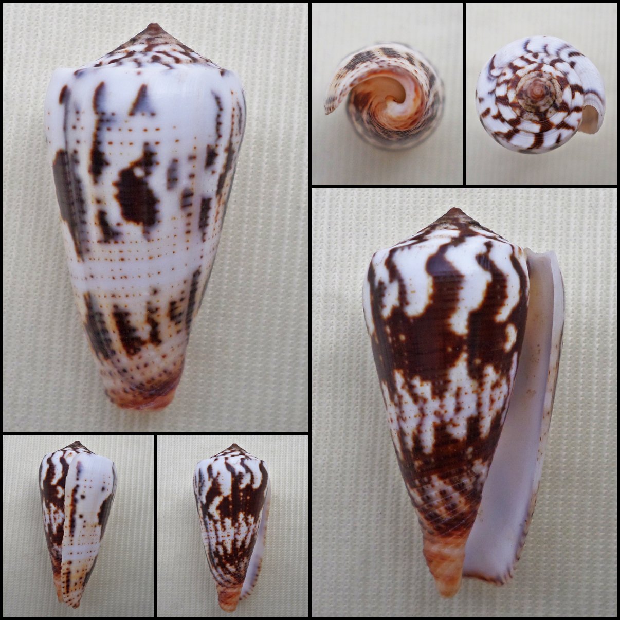 AEA13 - Pionoconus magus 32.82mm