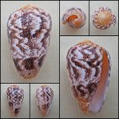 AEA07 - Puncticulis arenatus f. undata  37.28mm