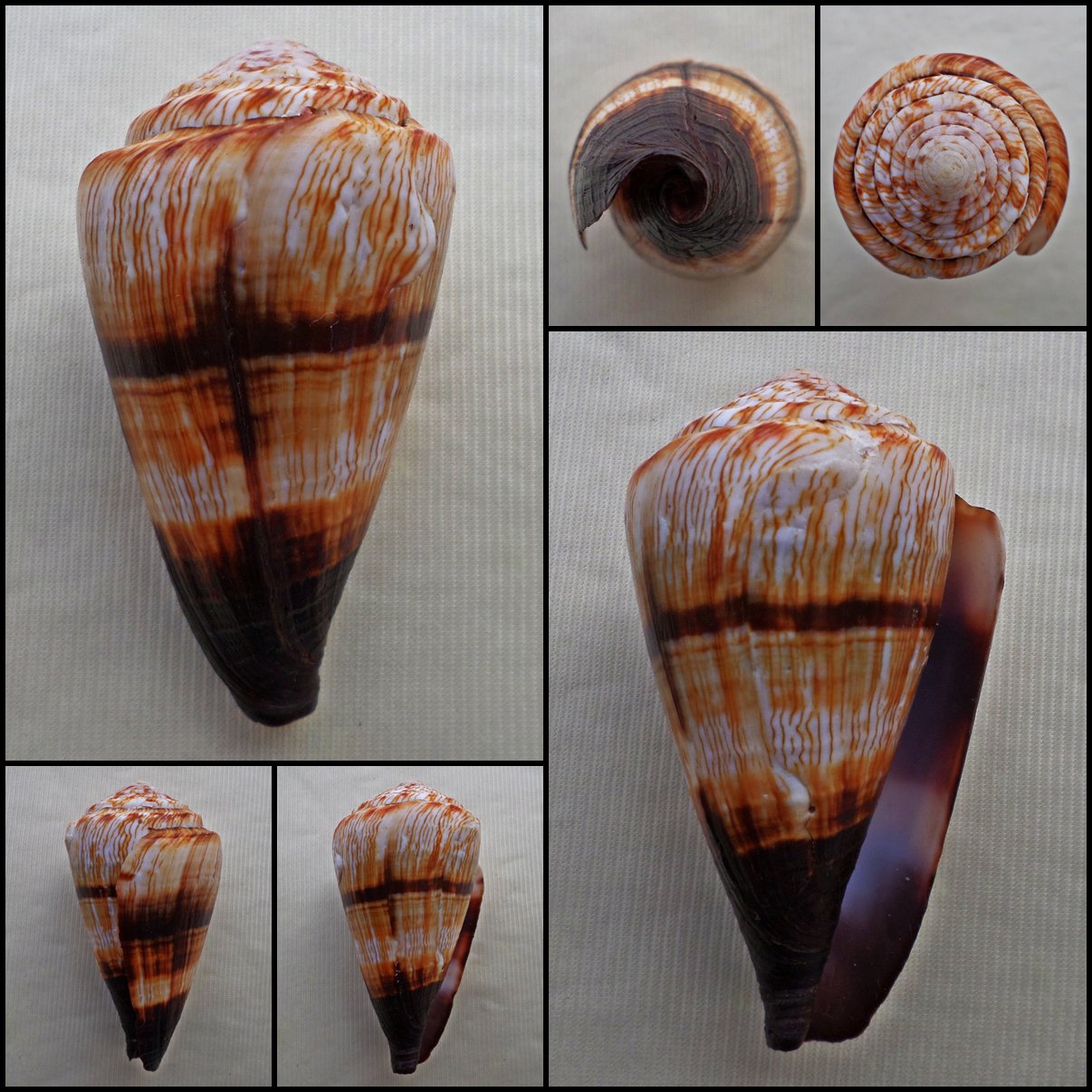 AIB05 - Rhizoconus miles  72.12mm