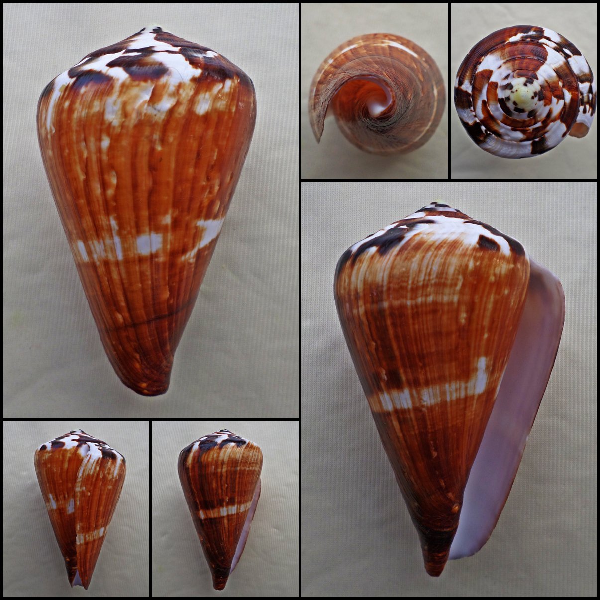 AIA05 - Rhizoconus vexillum vexillum  99.96mm