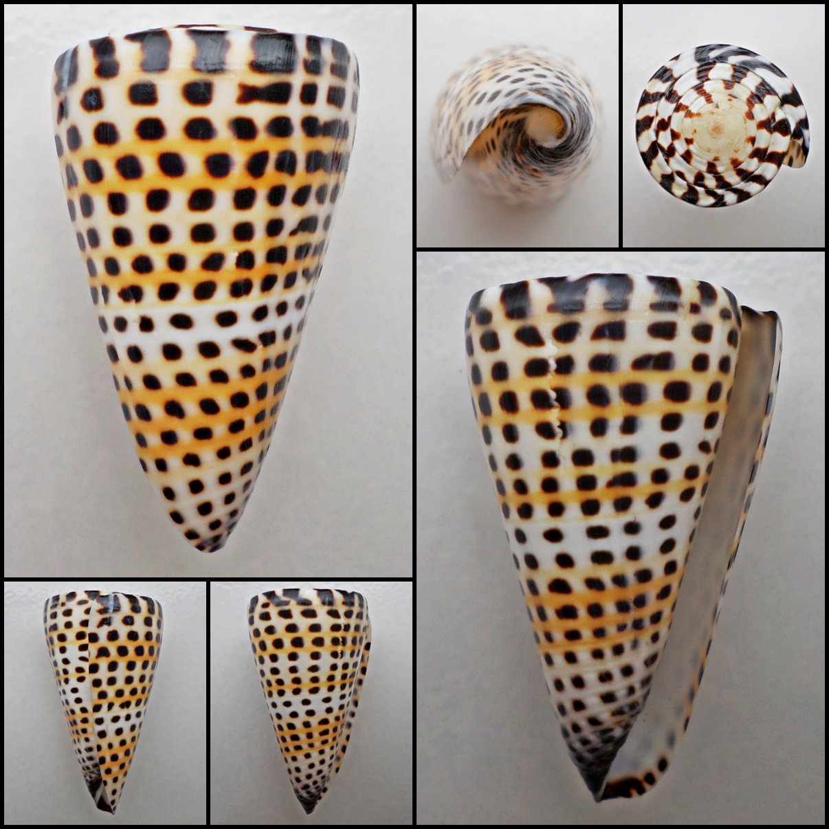 AIB08 - Strategoconus litteratus  66.07mm