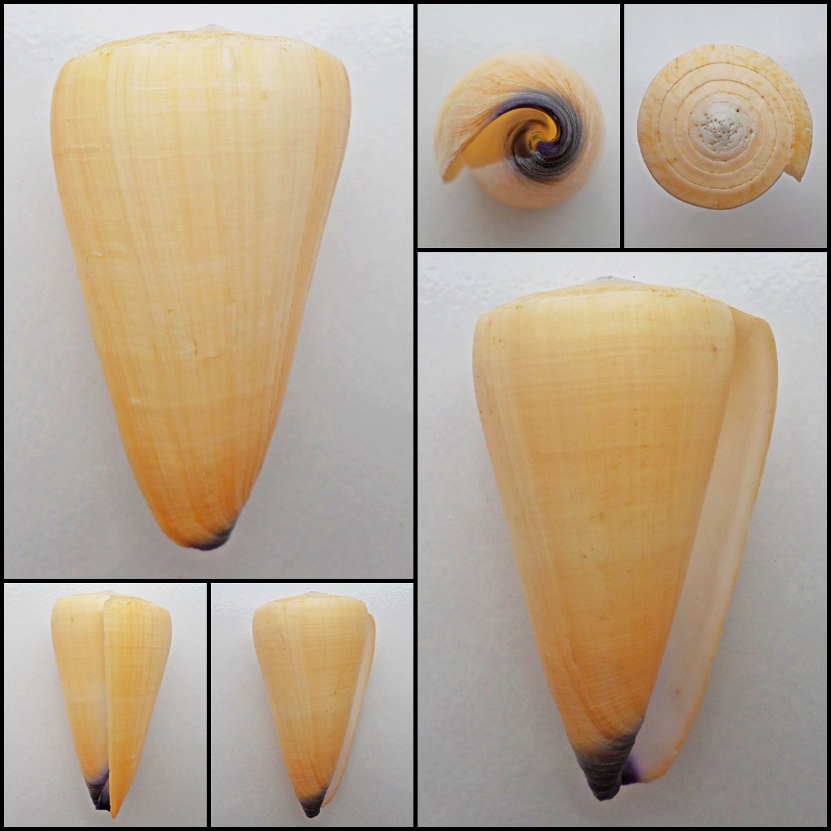 AIC03 - Virgiconus virgo 106.43mm
