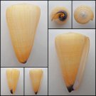 AIC03 - Virgiconus virgo  106.43mm