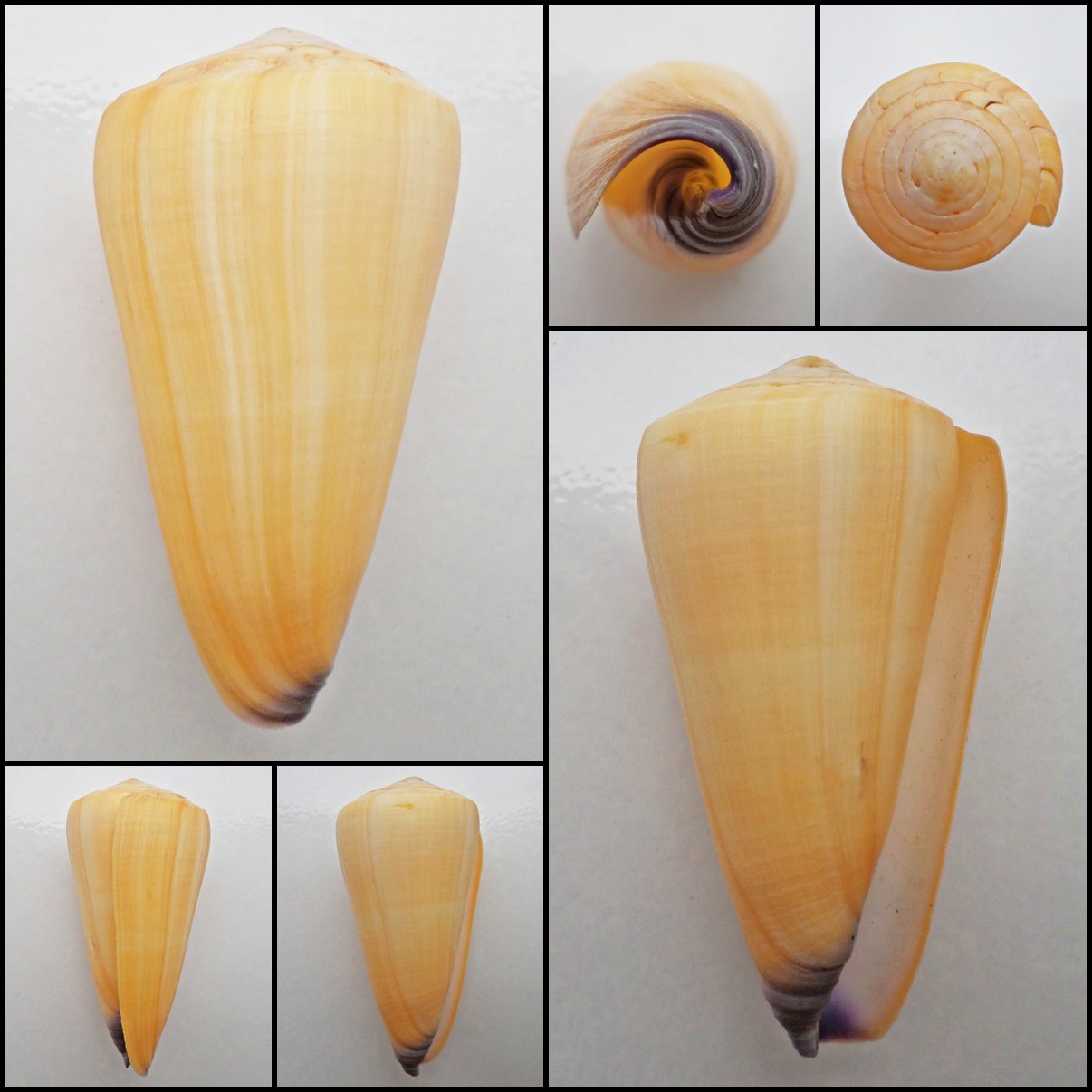 AIC04 - Virgiconus virgo  90.57mm