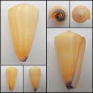 AIC04 - Virgiconus virgo  90.57mm