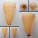 AIC05 - Virgiconus virgo  99.88mm
