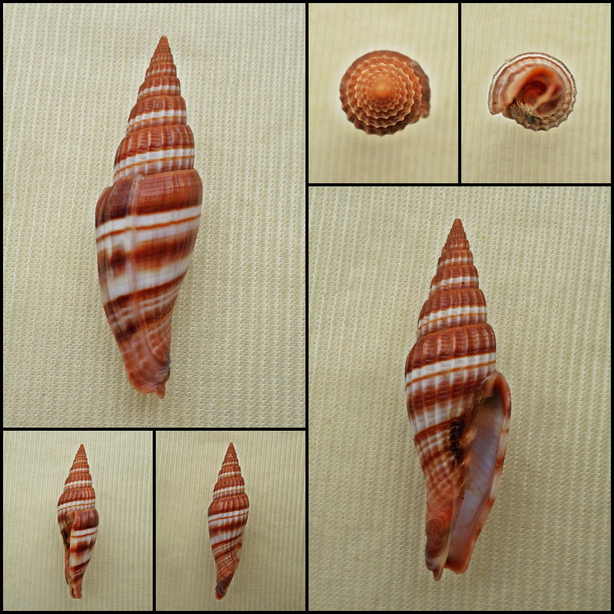 BAC12 - Vexillum melongena 37.28mm
