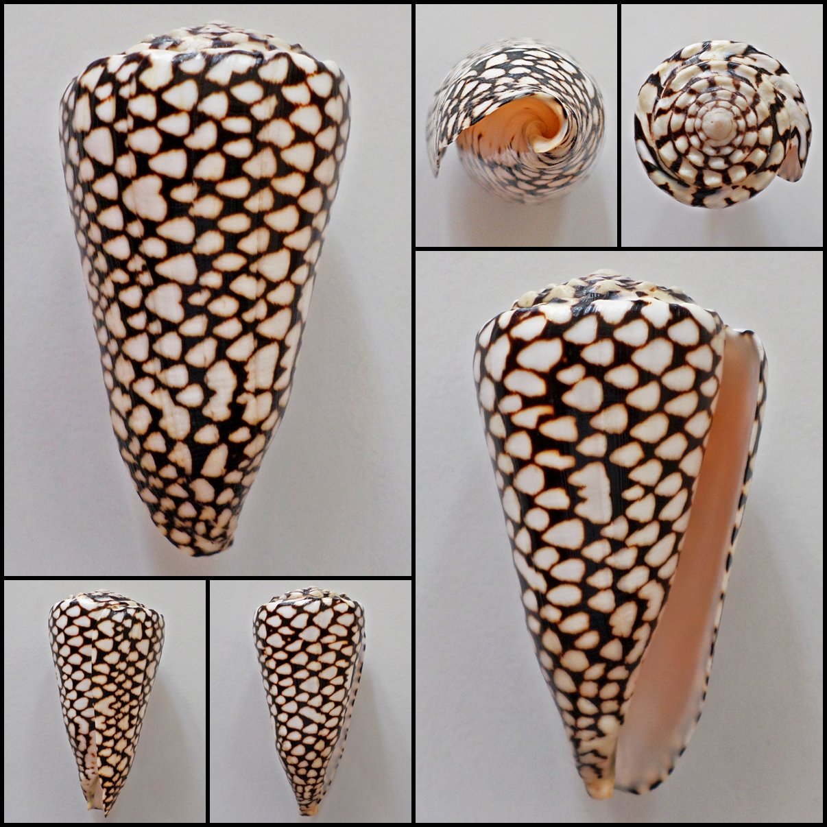 Conus marmoreus 111.76mm