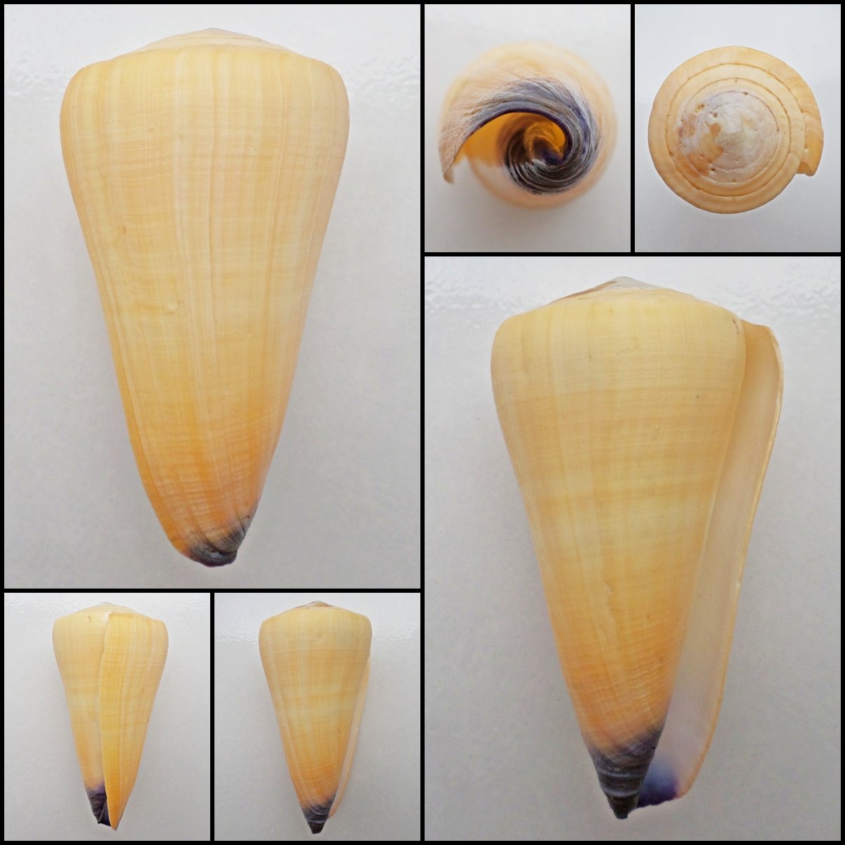 AIC01 - Virgiconus virgo  112.58mm