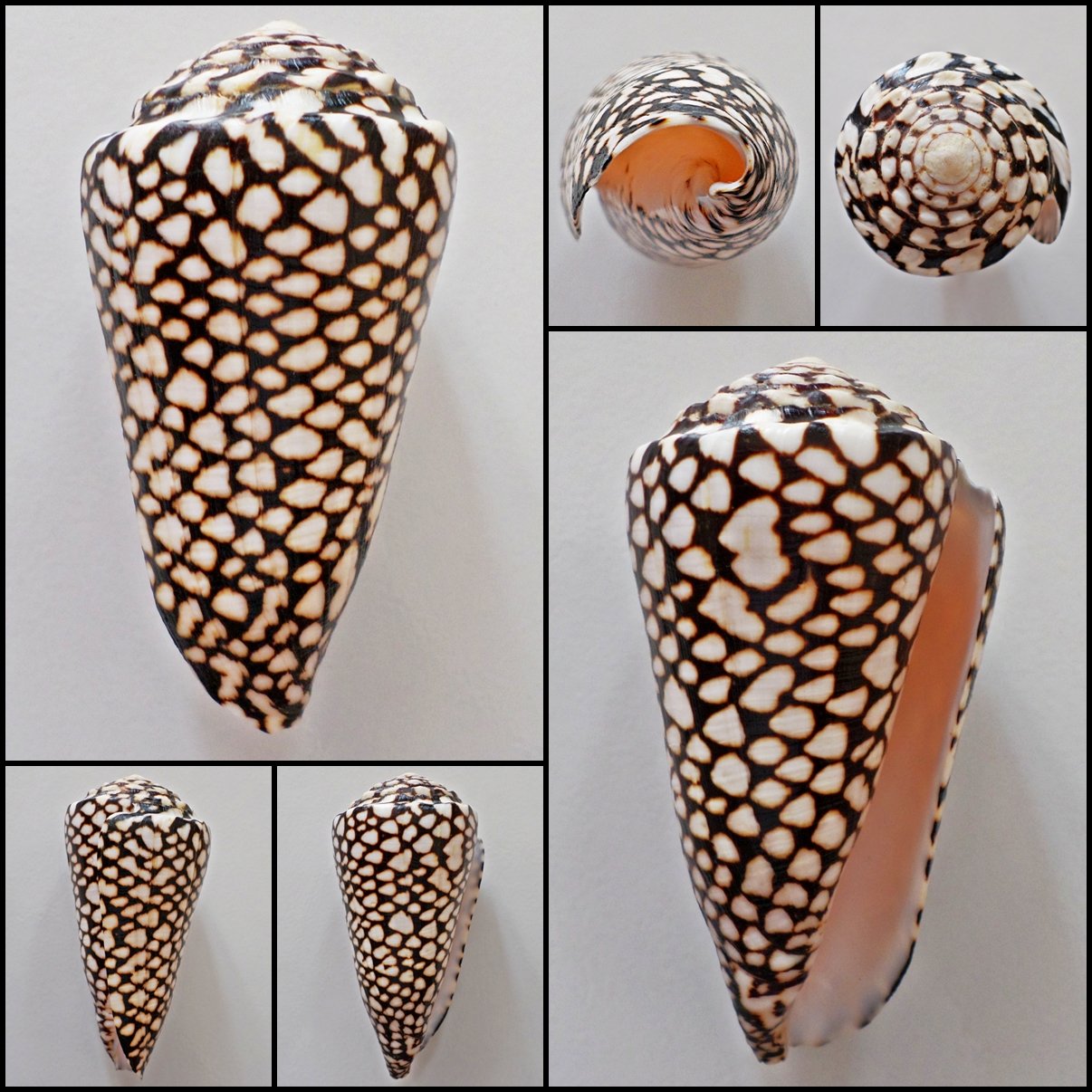 Conus marmoreus  115.59mm