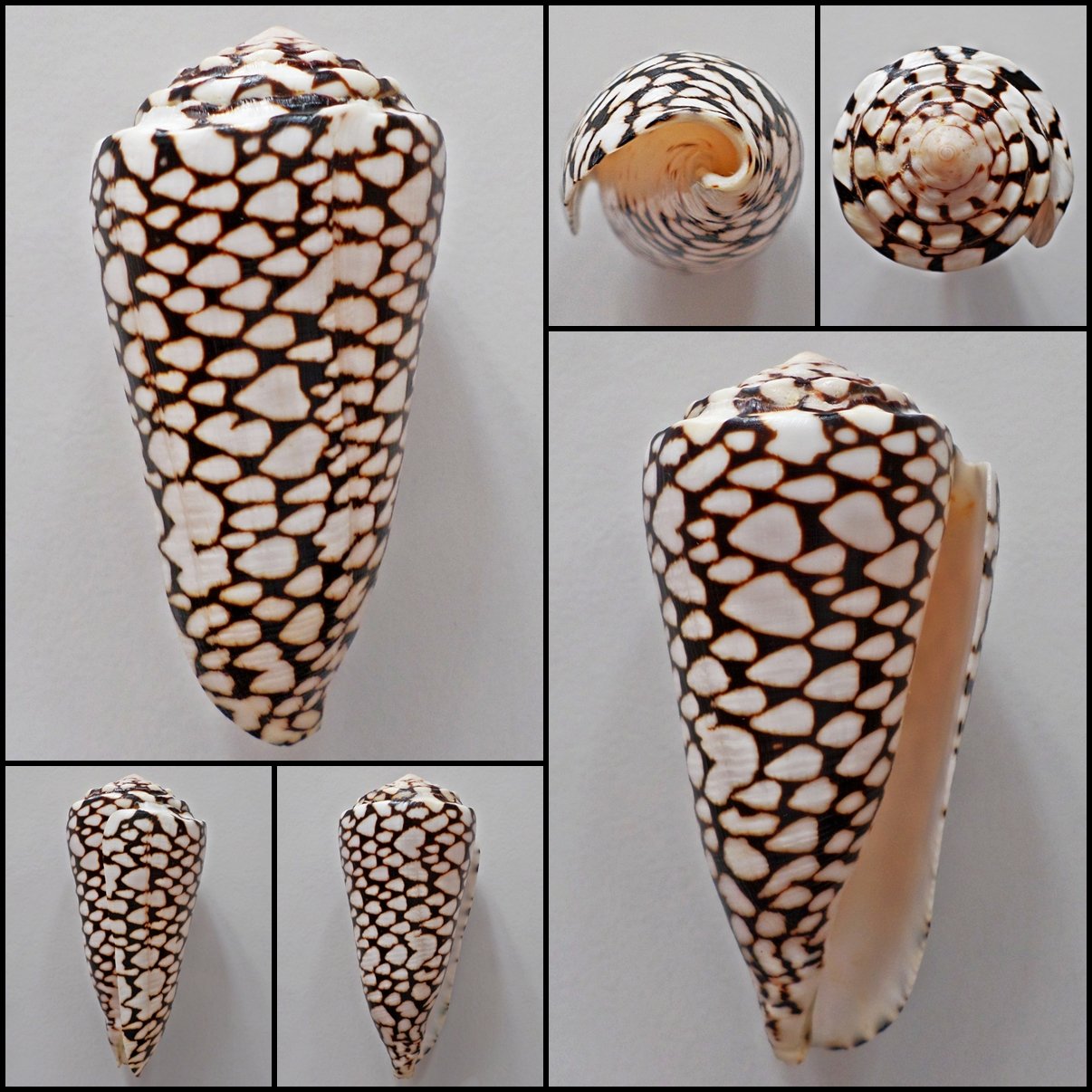 Conus marmoreus  116.45mm