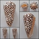 Conus marmoreus  116.45mm