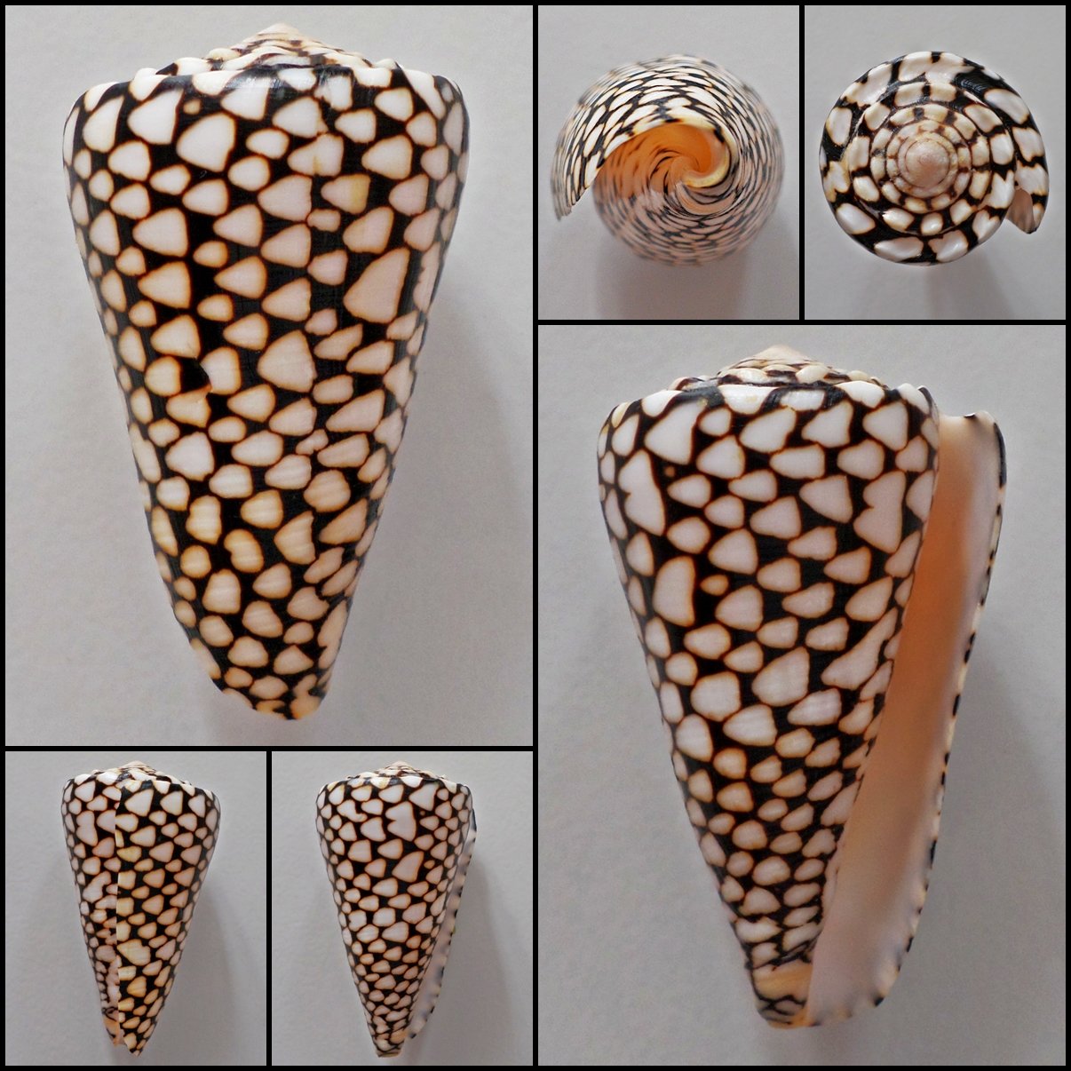 Conus marmoreus  79.66mm