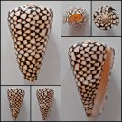 Conus marmoreus  79.66mm