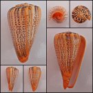 BHC0708 - Dendroconus suratensis 97.86mm