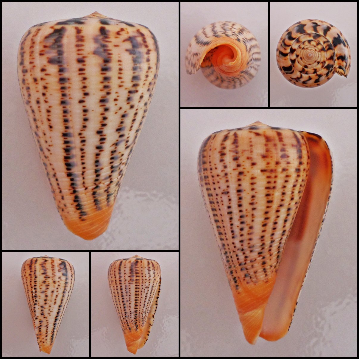 BHC01 - Dendroconus suratensis 70.12mm