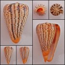 BHC01 - Dendroconus suratensis 70.12mm