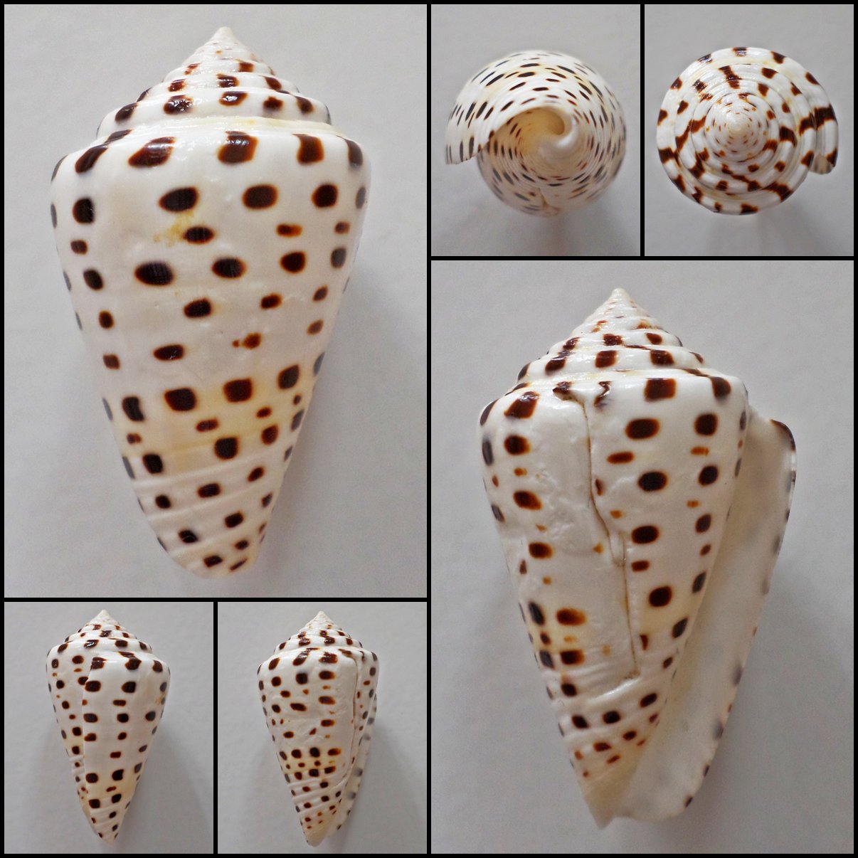 BBA015 - Lithoconus eburneus 38.92mm FREAK