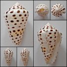 BBA015 - Lithoconus eburneus 38.92mm FREAK