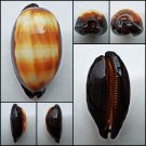ACC002 - Talparia talpa 77.69mm LARGE