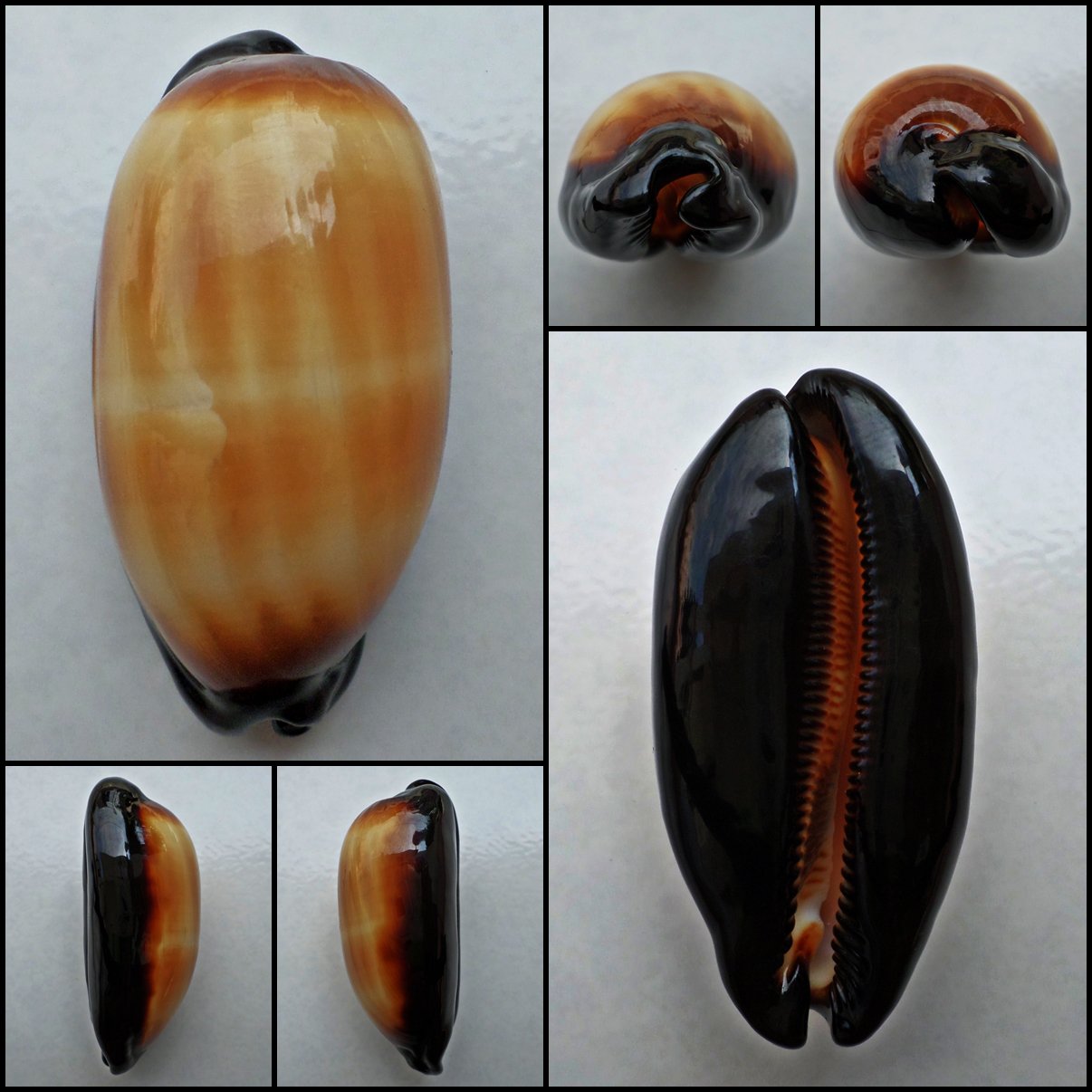 ACC003 - Talparia talpa 64.63mm