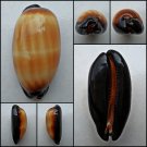ACC003 - Talparia talpa 64.63mm