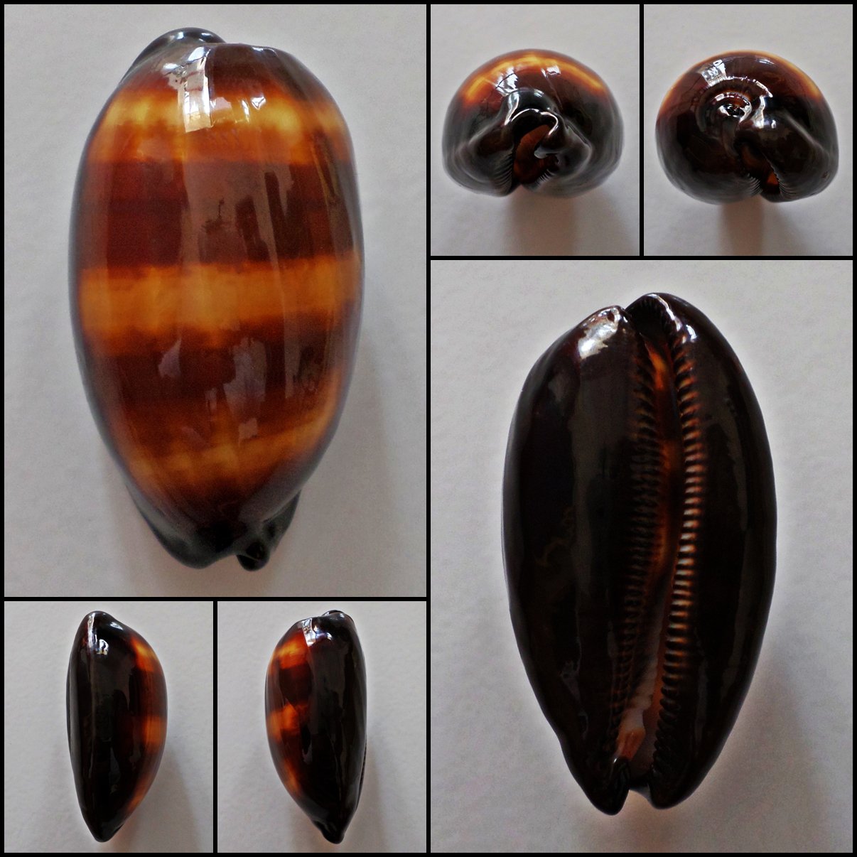 AFB011 - Talparia talpa 59.02mm