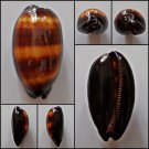 AFB011 - Talparia talpa 59.02mm