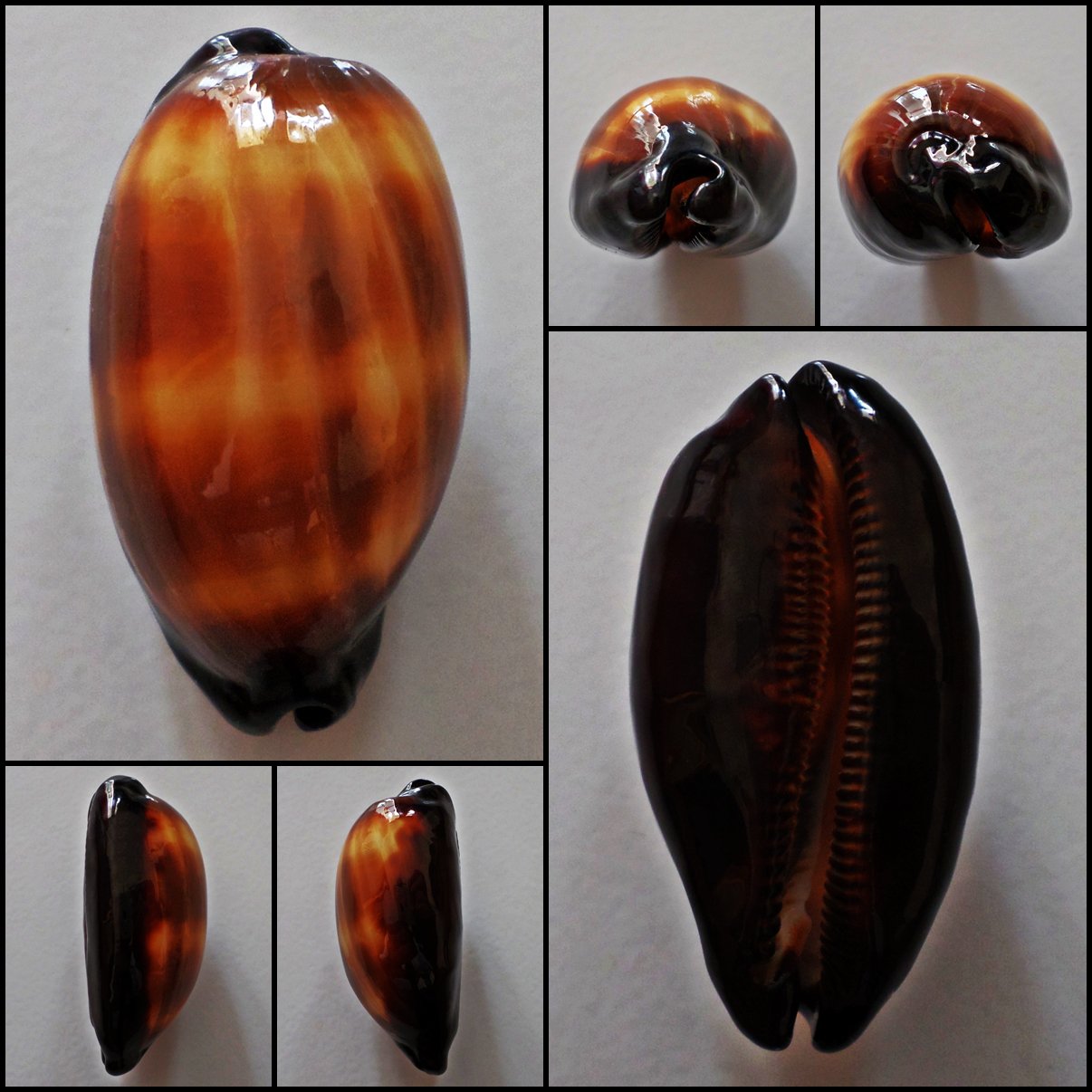 AFB014 - Talparia talpa 64.23mm