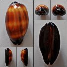 AFB014 - Talparia talpa 64.23mm