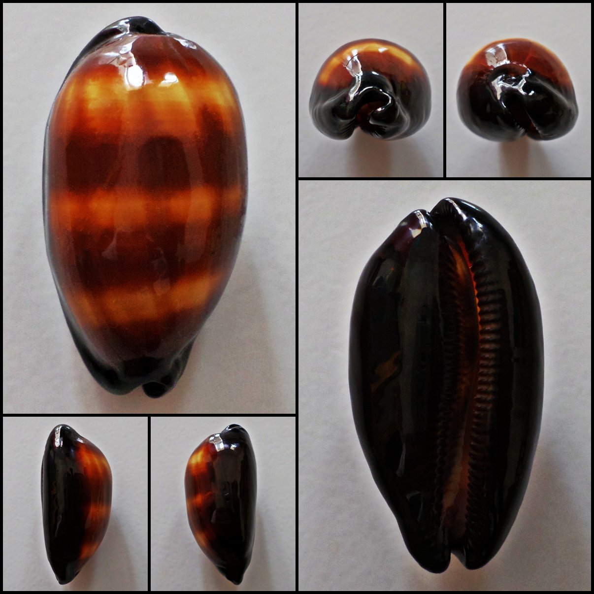 AFB015 - Talparia talpa 55.53mm