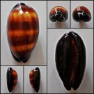 AFB015 - Talparia talpa 55.53mm