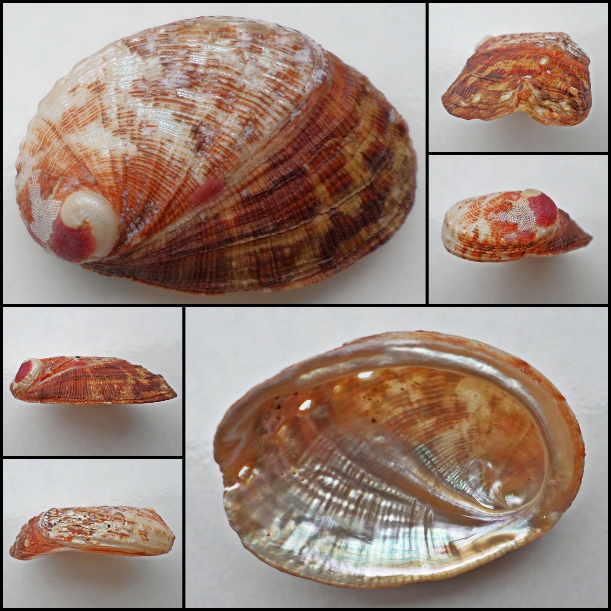 BCA13 - Haliotis diversicolor squamata 59.26mm