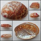 BCA13 - Haliotis diversicolor squamata 59.26mm