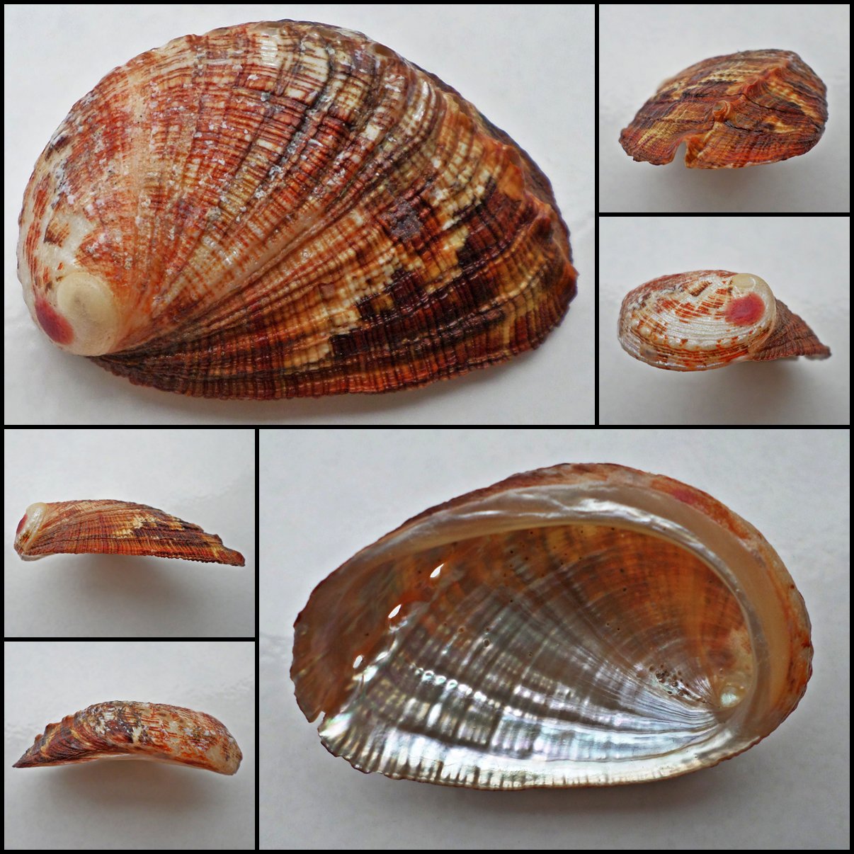 BCA14 - Haliotis diversicolor squamata 60.64mm