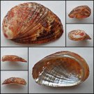 BCA14 - Haliotis diversicolor squamata 60.64mm
