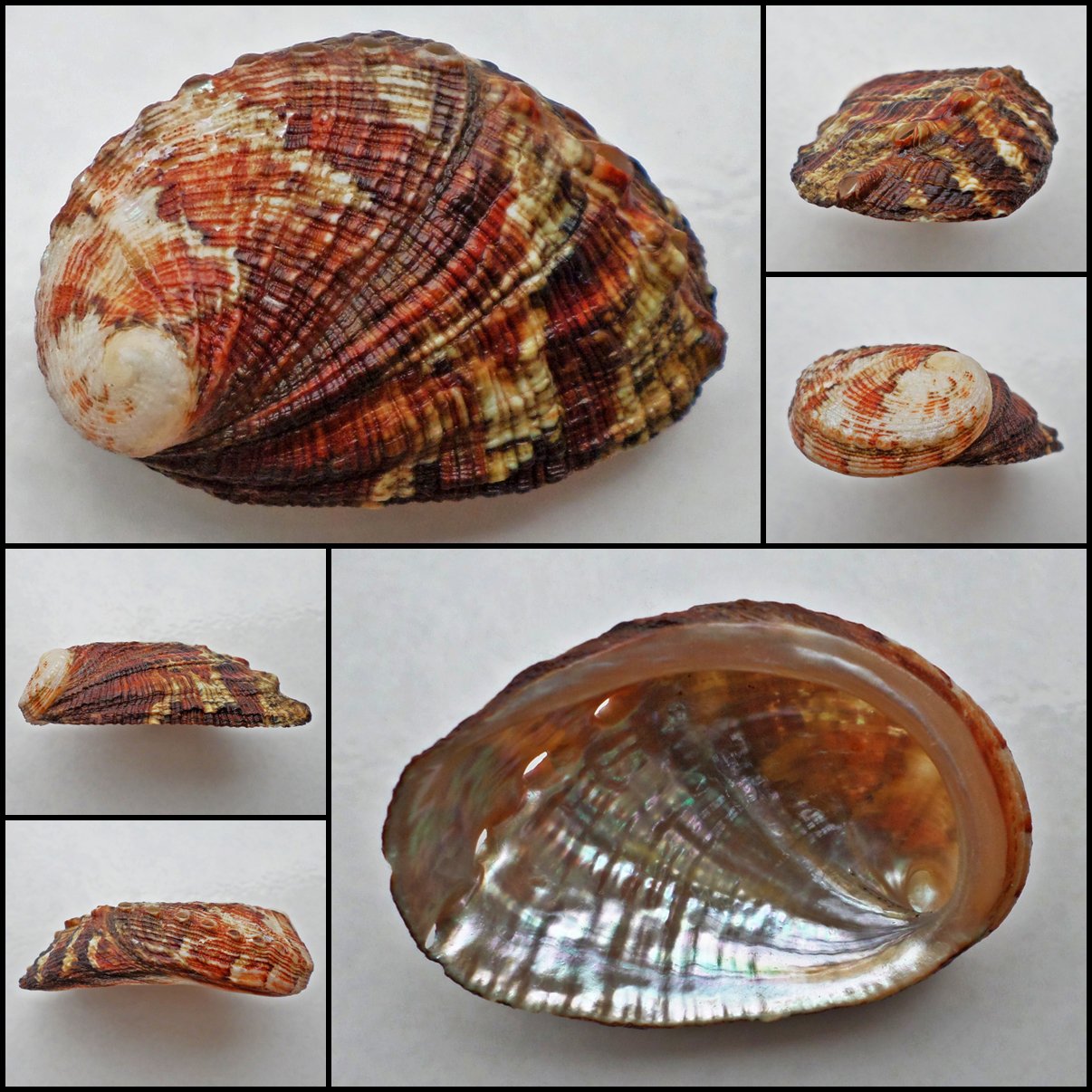 BCA15 - Haliotis diversicolor squamata 57.06mm