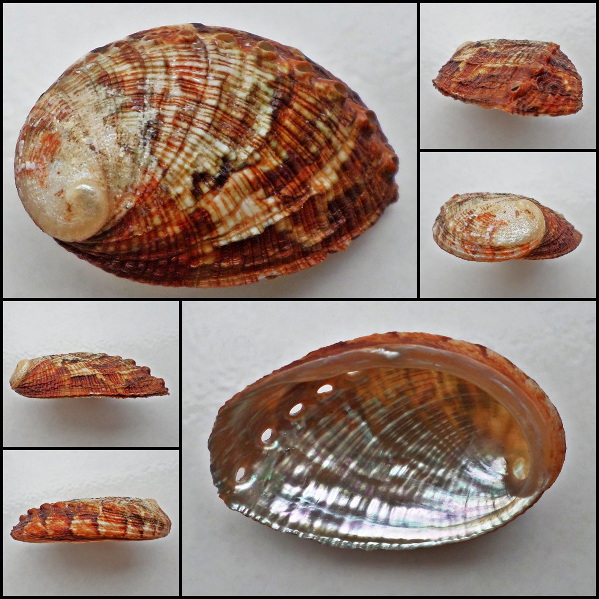 BCA16 - Haliotis diversicolor squamata 50.64mm
